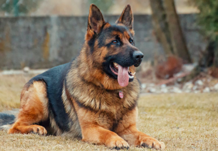 Ecco Black, il cane antiesplosivo